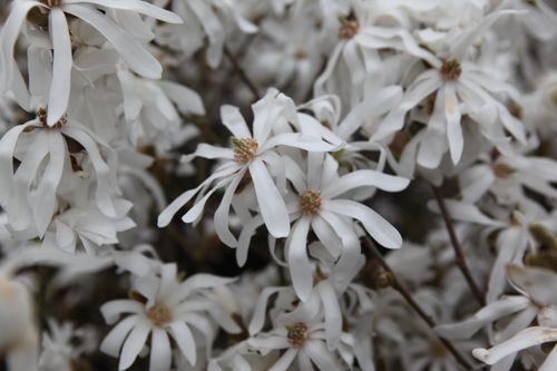 [MASTELLA] Magnolia stellata