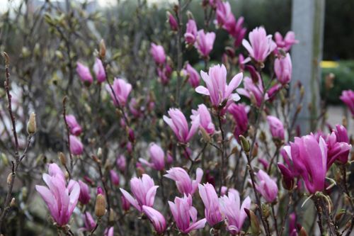 [MASUSAN] Magnolia 'Susan'
