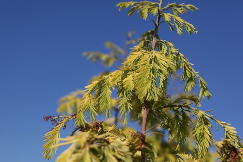 [MEGGOLDR] Metasequoia glyptostroboides 'Goldrush'
