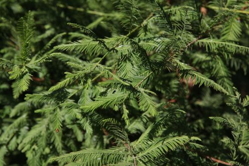 [MEGLYPTO] Metasequoia glyptostroboides