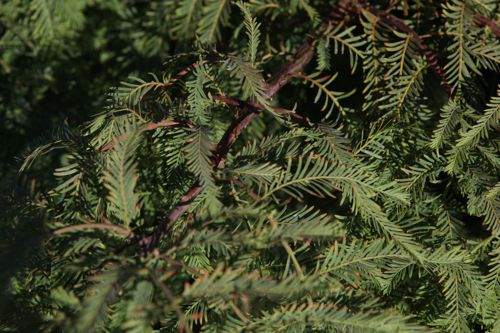 [MEGMGRAC] Metasequoia glyptostroboides 'Miss Grace'