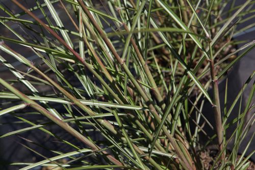 [MISFOSTE] Miscanthus sinensis 'Ferner Osten'