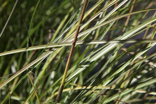 [MISGRACI] Miscanthus sinensis 'Gracillimus'