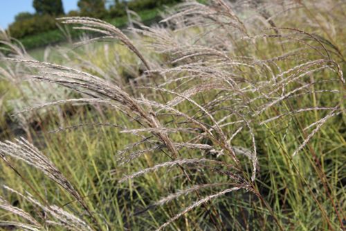 [MISKFONT] Miscanthus sinensis 'Kleine Fontäne'