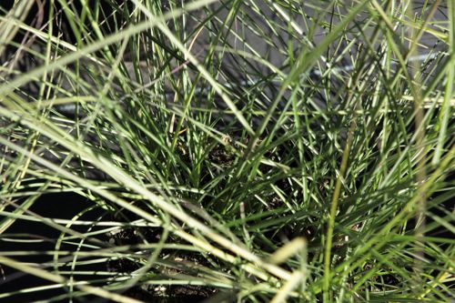 [MISMLIGH] Miscanthus sinensis 'Morning Light'