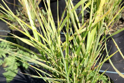 [MISSTRIC] Miscanthus sinensis 'Strictus (Zebrinus)'