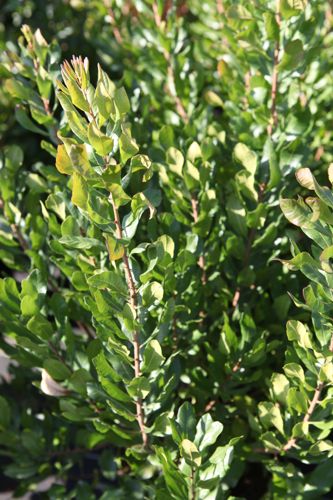 [MYPENSYL] Myrica pensylvanica