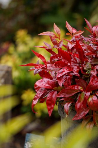 [NADBPINK] Nandina domestica BLUSH PINK (PBR)