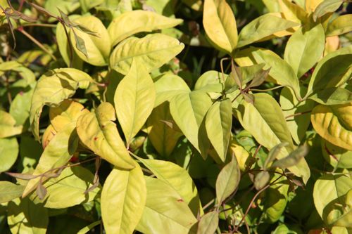 [NADFPOWE] Nandina domestica 'Fire Power'