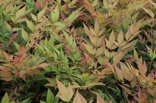 [NADGULFS] Nandina domestica 'Gulfstream'