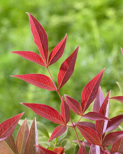 [NADOBSES] Nandina domestica OBSESSED (PBR)