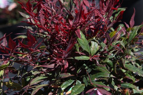 [NADTFLAM] Nandina domestica 'Tuscan Flame' (PBR)