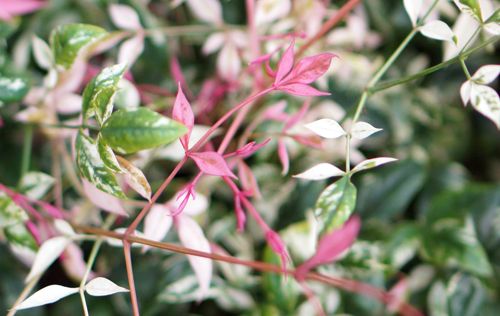 [NADTWILI] Nandina domestica 'Twilight' (PBR)