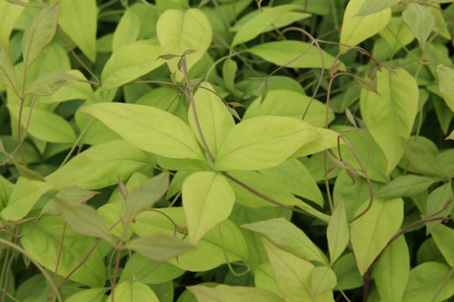 [NADWDWAR] Nandina domestica 'Wood's Dwarf'