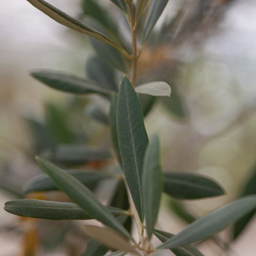 [OLEUROPA] Olea europaea