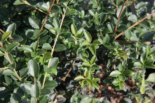 [OSDELAVA] Osmanthus delavayi