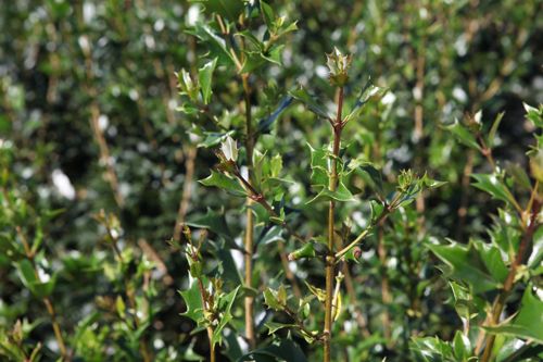 [OSHETERO] Osmanthus heterophyllus
