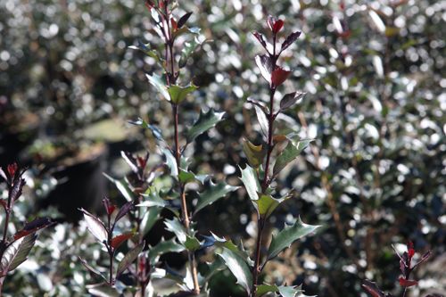 [OSHPURPU] Osmanthus heterophyllus 'Purpureus'