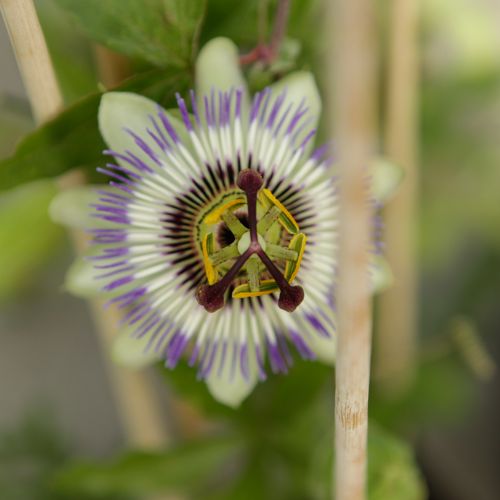 [PACAERUL] Passiflora caerulea