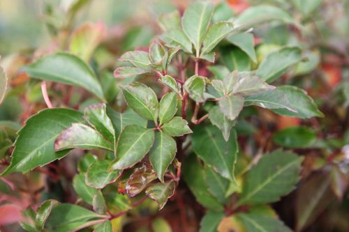 [PAHENRYA] Parthenocissus henryana