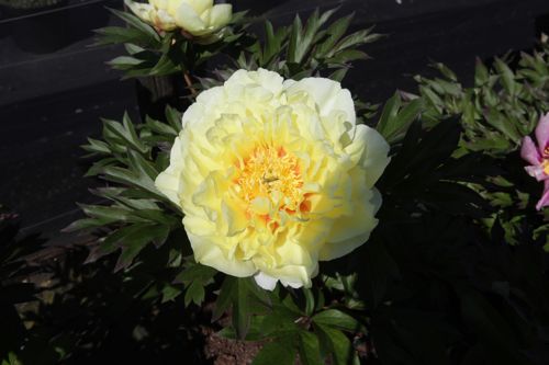 [PAIBARTZ] Paeonia ITOH 'Bartzella'