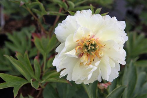 [PAICBRIL] Paeonia ITOH 'Canary Brilliants'