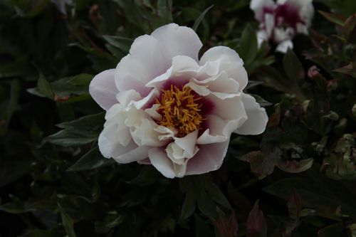 [PAICLOUI] Paeonia ITOH 'Cora Louise'