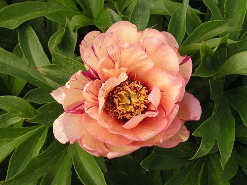 [PAICMEMO] Paeonia ITOH 'Callie's Memory'