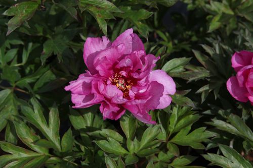 [PAIFARRI] Paeonia ITOH 'First Arrival'