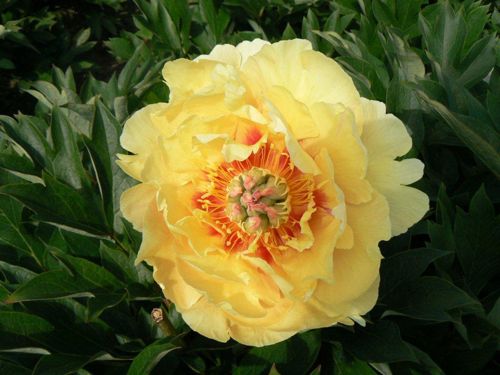 [PAIGTREA] Paeonia ITOH 'Garden Treasure'