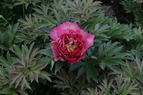 [PAIHILLA] Paeonia ITOH 'Hillary'