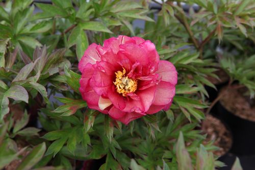 [PAIJROSE] Paeonia ITOH 'Julia Rose'
