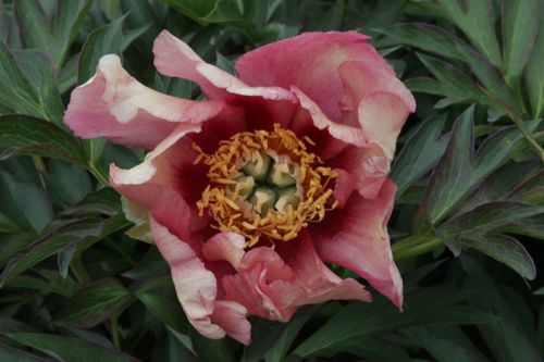 [PAIORDAN] Paeonia ITOH 'Old Rose Dandy'