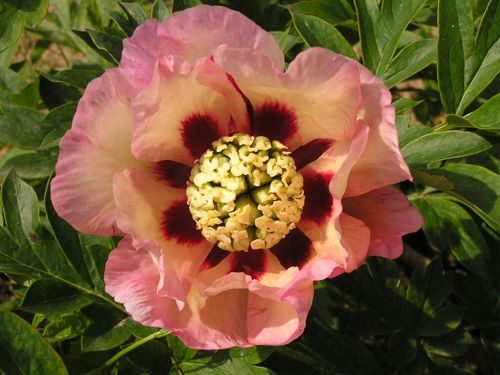 [PAIPSPLE] Paeonia ITOH 'Pastel Splendor'
