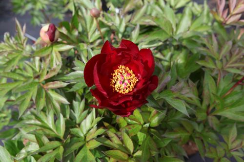 [PAISHEAV] Paeonia ITOH 'Scarlet Heaven'