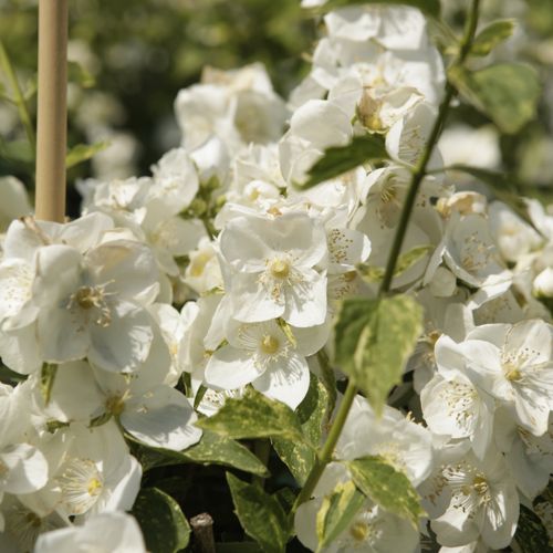 [PHINNOCE] Philadelphus 'Innocence'