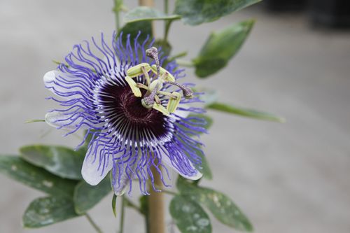 [PAPHAZE] Passiflora 'Purple Haze'