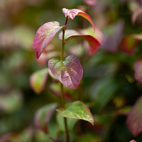 [PAPVANES] Parrotia persica 'Vanessa'