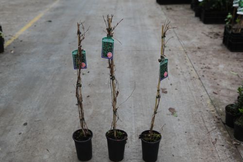 [PAQENGEL] Parthenocissus quinquefolia 'Engelmannii''