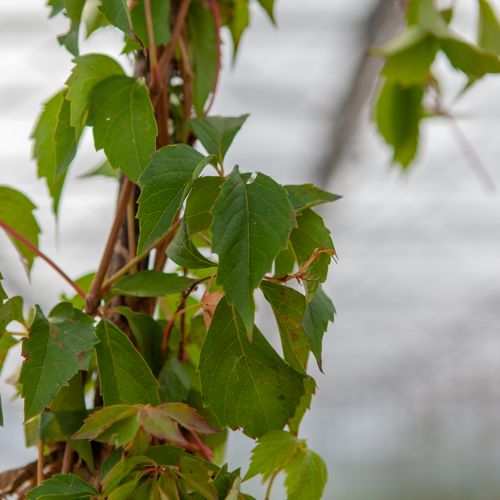 [PAQUINQU] Parthenocissus quinquefolia