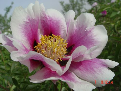 [PARFXSHI] Paeonia rockii 'Fen Xi Shi'
