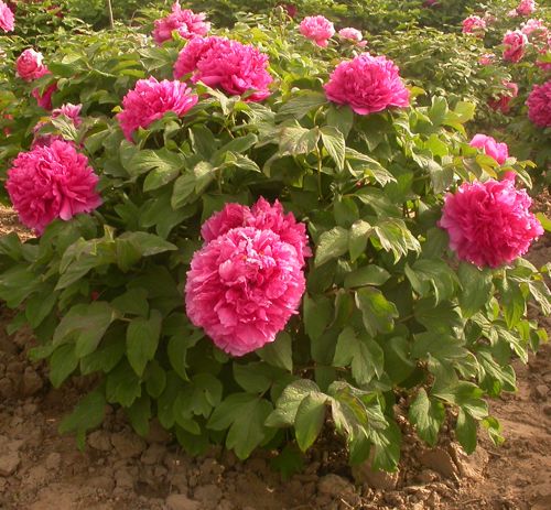 [PASJYHON] Paeonia suffruticosa 'Juan Ye Hong'