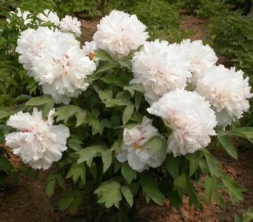 [PASJYU] Paeonia suffruticosa 'Jing Yu'