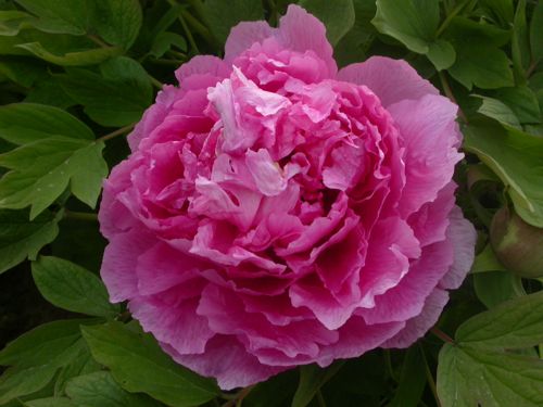 [PASLHHON] Paeonia suffruticosa 'Lu He Hong'