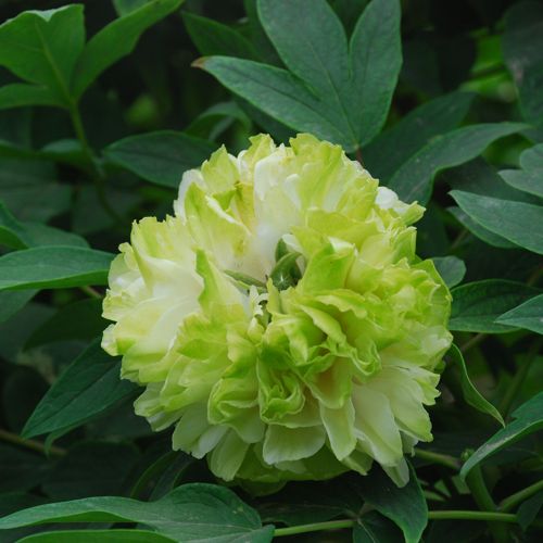 [PASLMYYU] Paeonia suffruticosa 'Lu Mu Ying Yu'