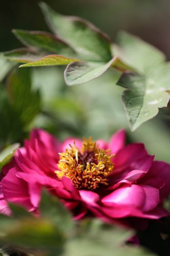 [PASLYHON] Paeonia suffruticosa 'Luo Yang Hong'