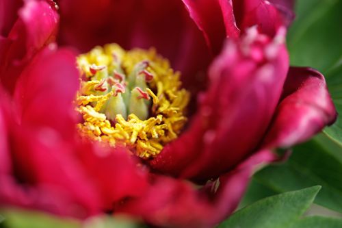 [PASMRJLU] Paeonia suffruticosa 'Mo Run Jue Lun'