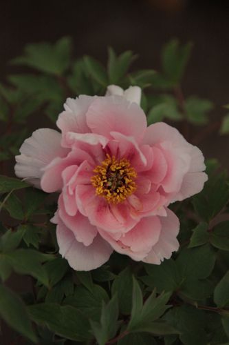 [PASRFRON] Paeonia suffruticosa 'Rou Fu Rong'