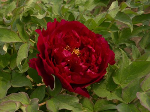 [PASWJYHU] Paeonia suffruticosa 'Wu Jin Yao Hui'