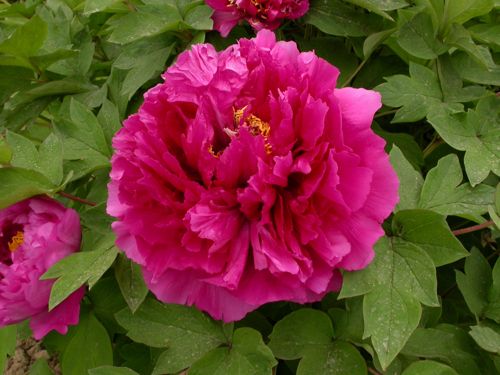 [PASWLPSH] Paeonia suffruticosa 'Wu Long Peng Sheng'